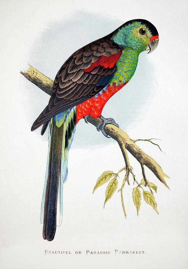 Nature Photograph - 1887 Extinct Australian Paradise Parrot by Paul D Stewart