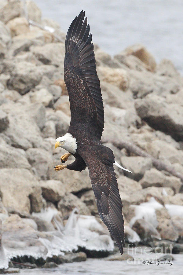 Bald Eagle #189 Photograph by Steve Javorsky