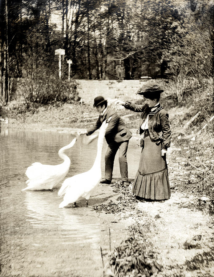 1890 Feeding Swans in Paris Photograph by Historic Image