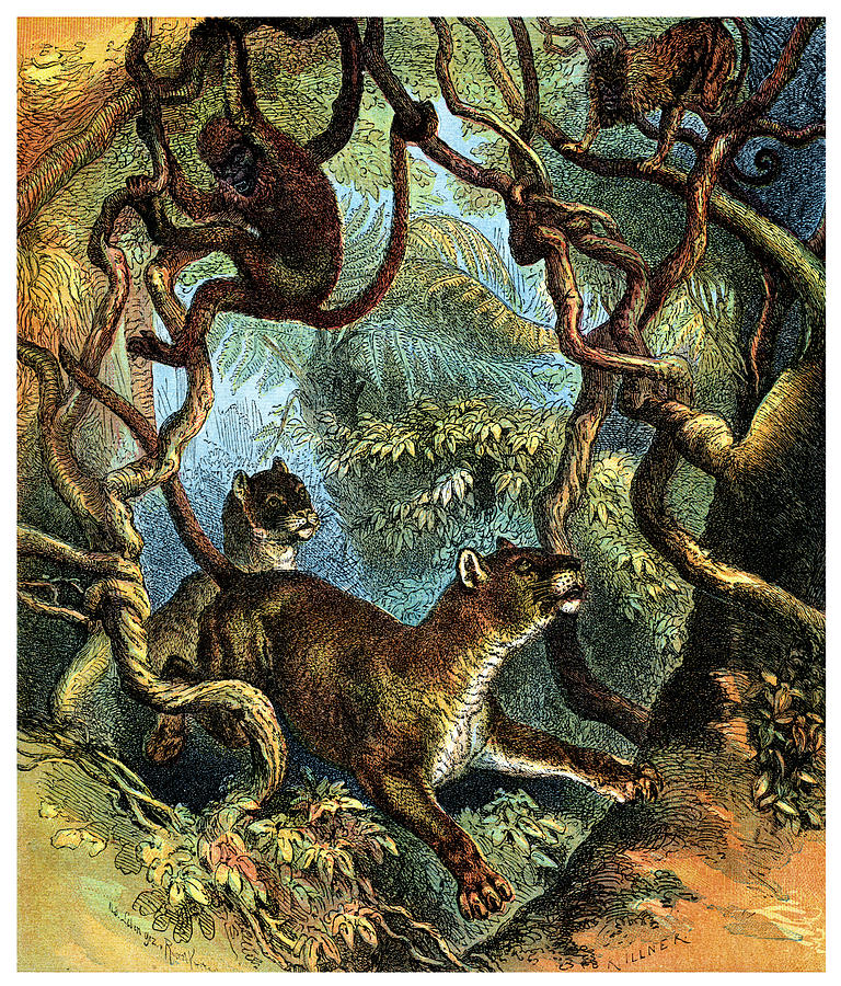 1890 Puma Chasing Monkeys Painting by Historic Image