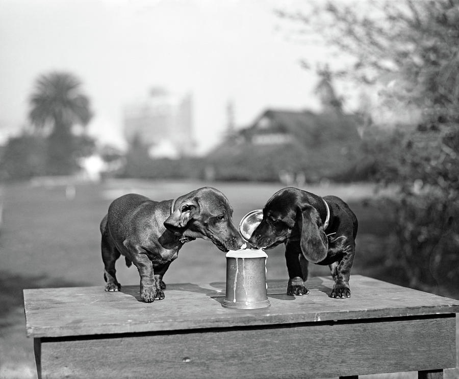 1890s Two Dachshund Puppies Lapping Photograph by Vintage Images