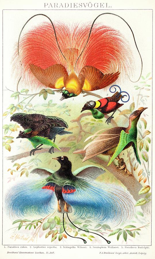 1894 Bird Of Paradise Wrong Display Poses Photograph by Paul D Stewart