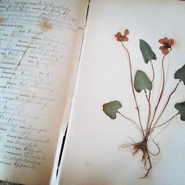 Vintage Photograph - 1895 Pressed Plant Journal.  Love The by ThirdShift Vintage