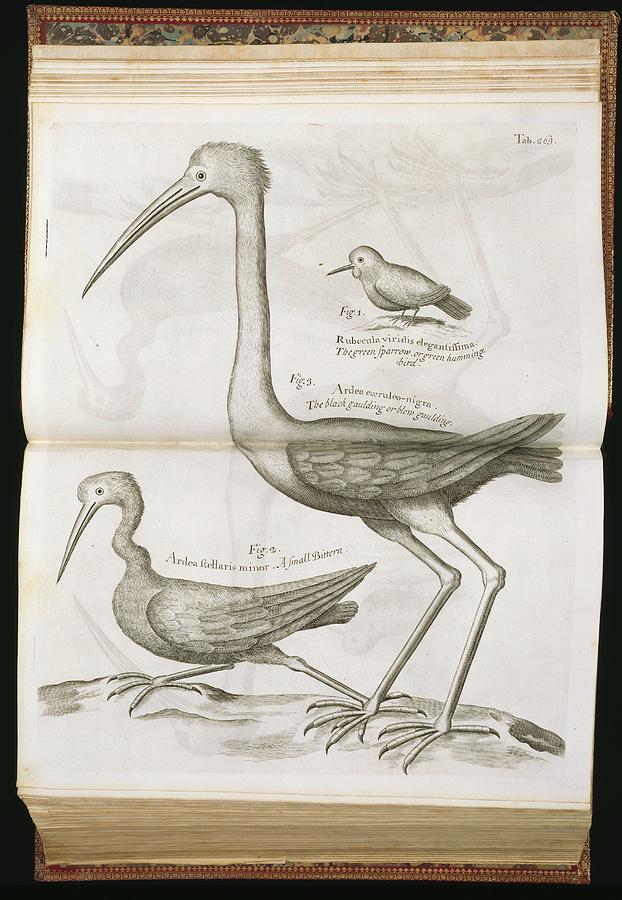18th Century Bird Illustrations Photograph by Natural History Museum, London/science Photo Library