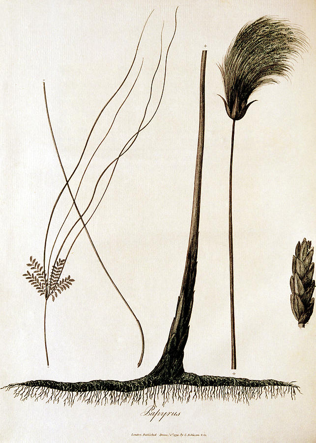 18th Century Engraving Of Papyrus Plant Photograph by George Bernard/science Photo Library