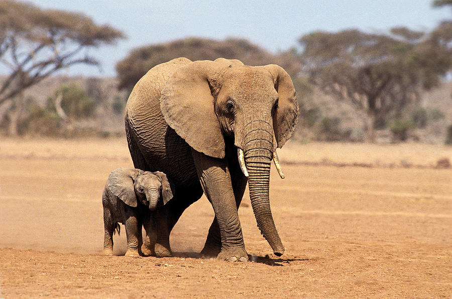 African Elephant Loxodonta Africana Photograph by Gerard Lacz