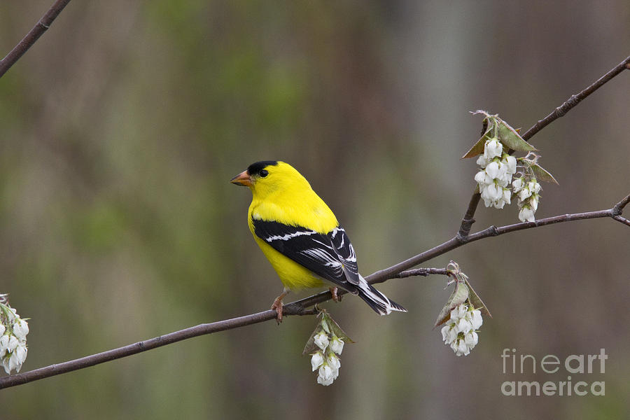 American Goldfinch #19 Photograph by Linda Freshwaters Arndt