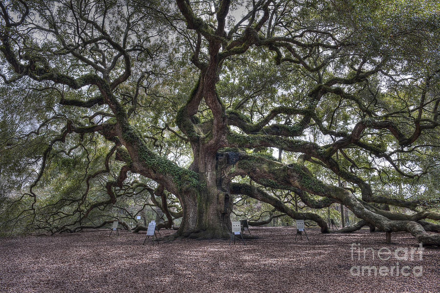 Southern Live Oak Photograph by Dale Powell