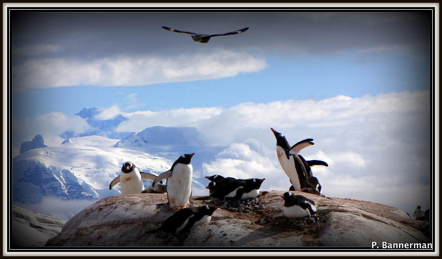 Antarctica #19 Photograph by Paul James Bannerman