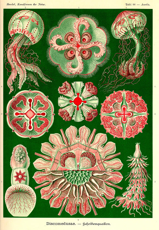 Art Forms In Nature - Sea Life Painting by Ernst Haeckel - Fine Art America