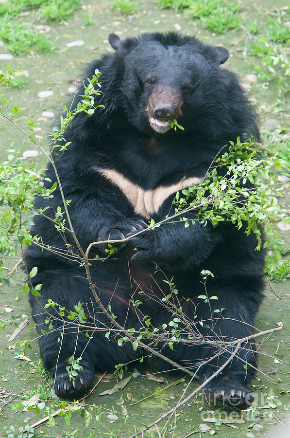 Asian Black Bear Photograph by Mark Newman