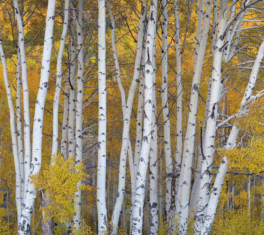 Aspen Trees In A Forest, Boulder #19 Photograph by Panoramic Images