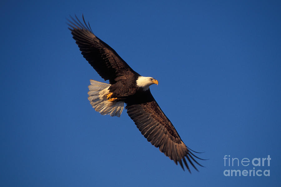 Bald Eagle #19 Photograph by Ron Sanford