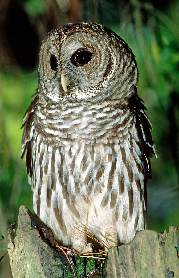 Barred Owl #19 Photograph by Millard H. Sharp