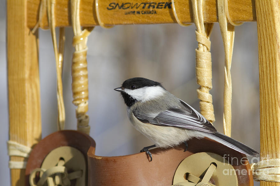 Black-capped Chickadee #19 Photograph by Linda Freshwaters Arndt