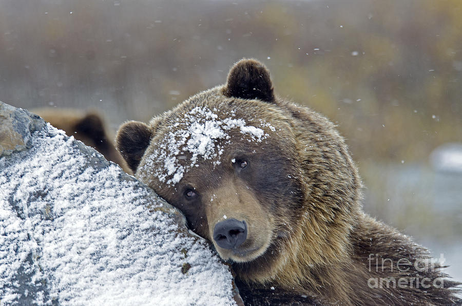 Brown Bear #3 Photograph by Mark Newman