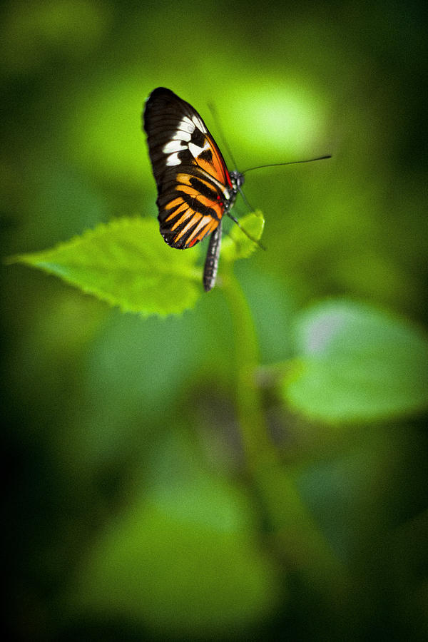 Butterfly #17 Photograph by Bradley R Youngberg