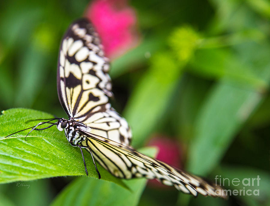 Butterfly Photograph - Gentle Butterfly by Rene Triay FineArt Photos