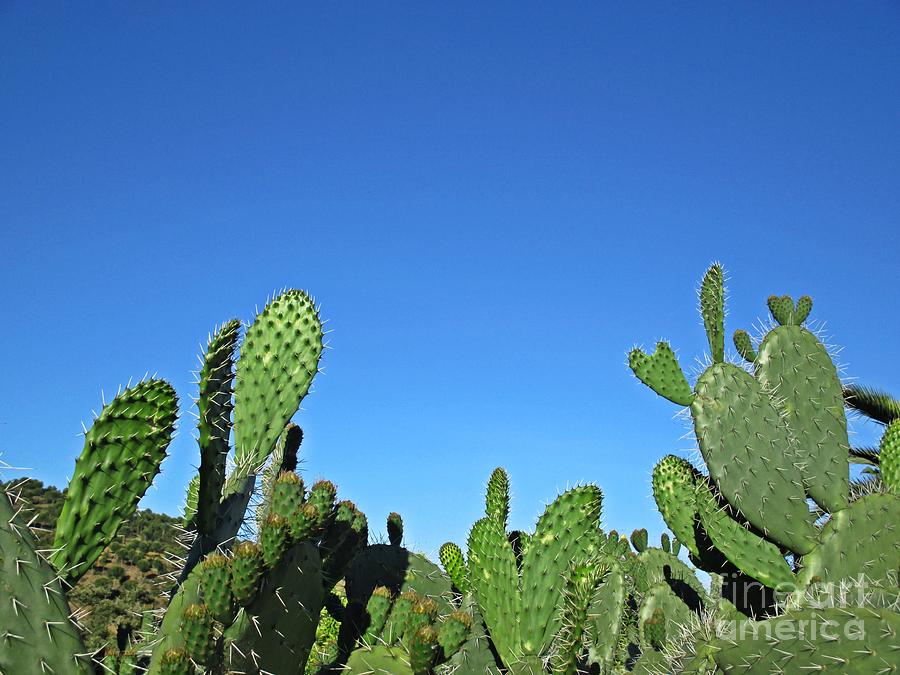 Cacti #17 Photograph by Chani Demuijlder