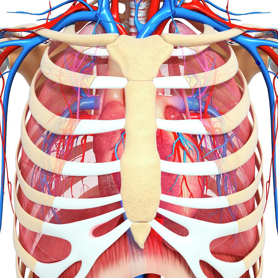 Chest Anatomy Photograph by Pixologicstudio/science Photo Library ...