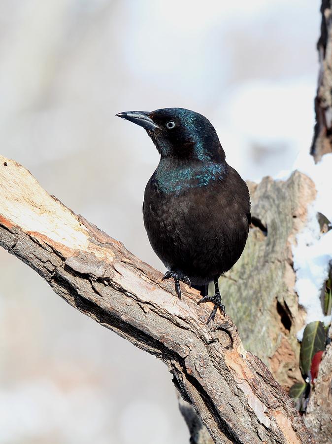 Common Grackle #19 Photograph by Jack R Brock