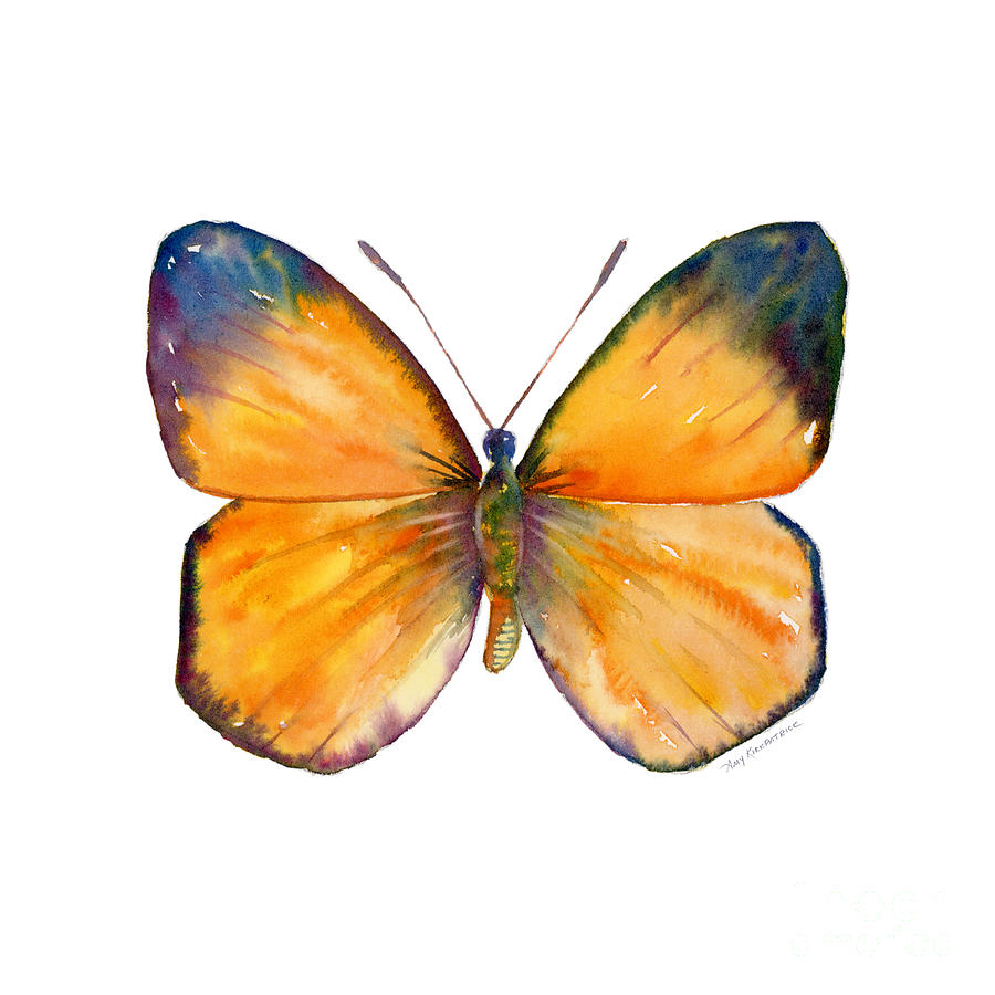 19 Delias Aruna Butterfly Painting by Amy Kirkpatrick