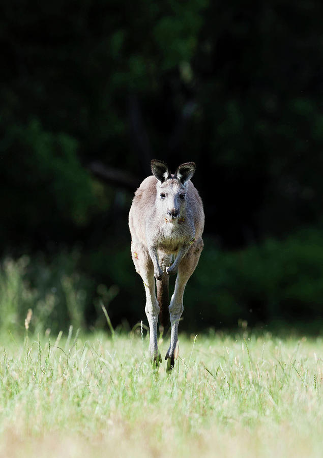 Animal Photograph - Eastern Grey Kangaroo (macropus #19 by Martin Zwick