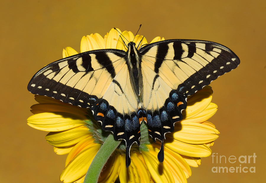 Flowers Still Life Photograph - Eastern Tiger Swallowtail Butterfly #19 by Millard H. Sharp