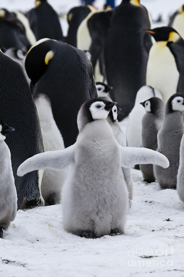Emperor Penguins, Antarctica #19 Photograph by Greg Dimijian