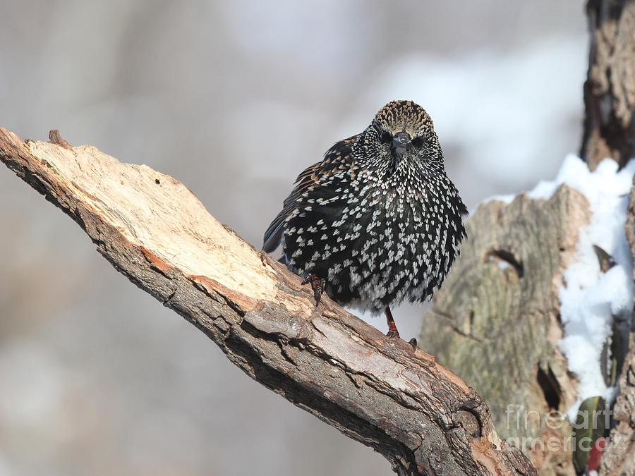 European Starling #19 Photograph by Jack R Brock
