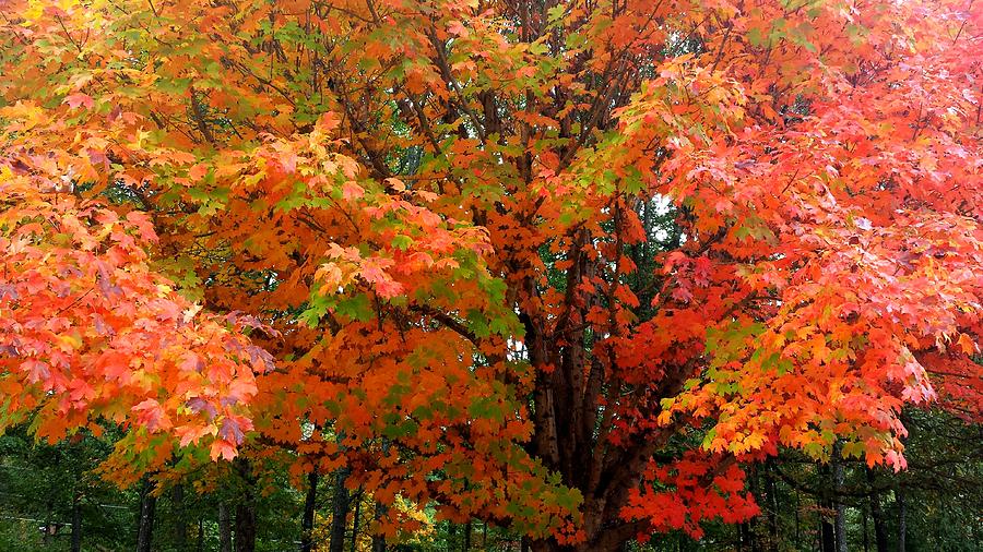Fall Explosion of Color #19 Photograph by Kenny Glover