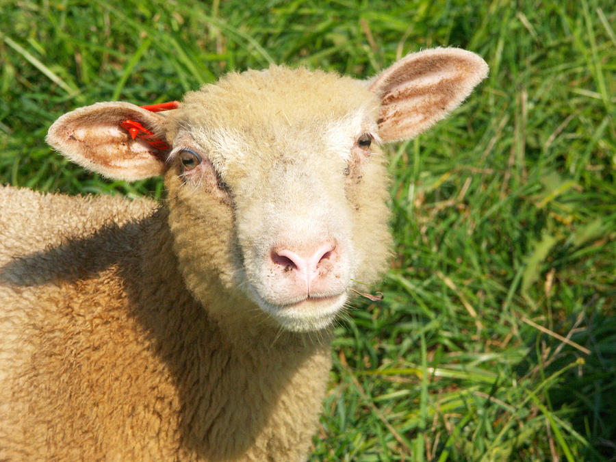 Finnish Dorset Sheep Photograph by Bonnie Sue Rauch - Fine Art America