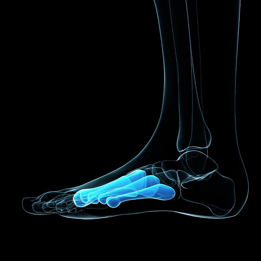 Foot Bones Photograph by Sciepro/science Photo Library - Pixels
