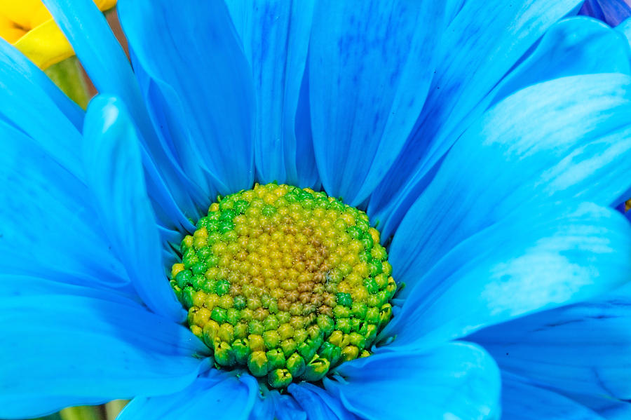 Gerber Flower #19 Photograph by Peter Lakomy