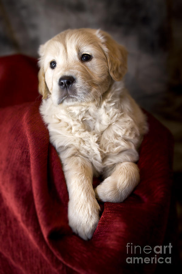 Golden retriever puppy #19 Photograph by Ang El