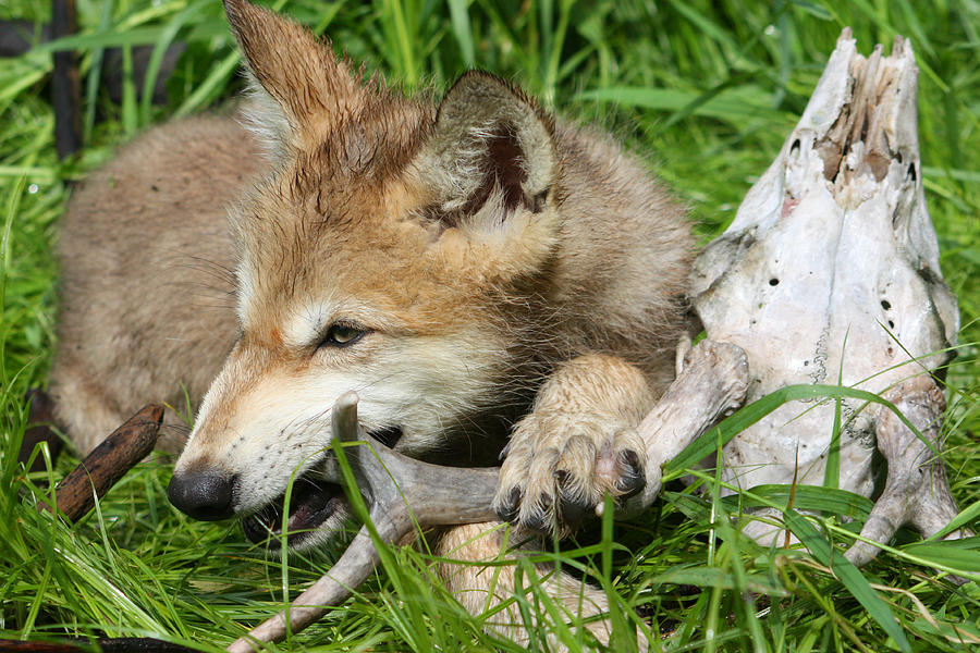 Gray Wolf Pup #19 Photograph by Amanda Stadther