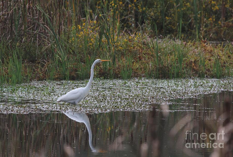 Great Egret #19 Photograph by Jack R Brock