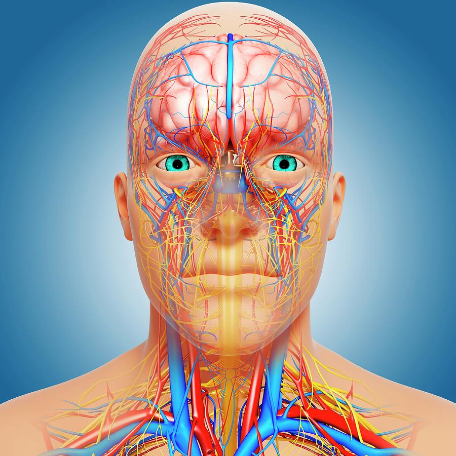 Head Anatomy Photograph by Pixologicstudio/science Photo Library | Pixels
