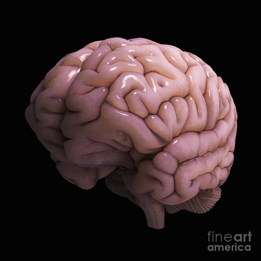 Human Brain #19 Photograph by Science Picture Co