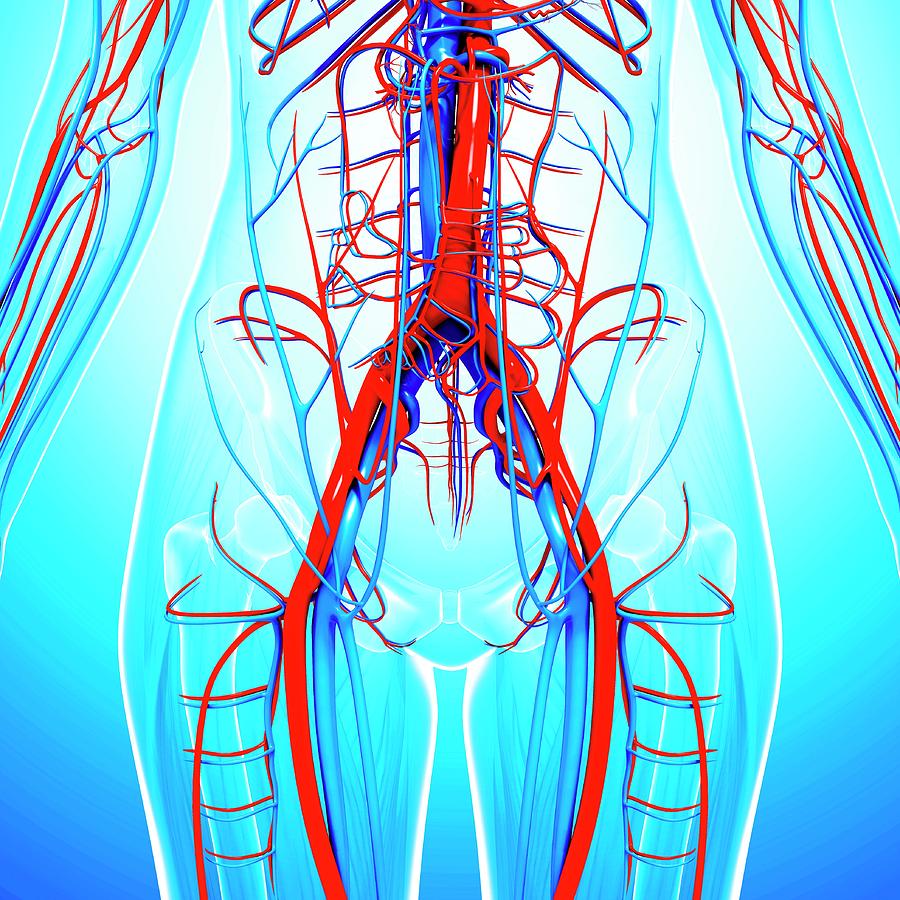 Human Cardiovascular System Photograph by Pixologicstudio/science Photo ...