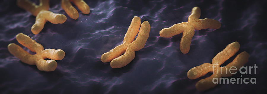 Human Chromosomes #19 Photograph by Science Picture Co
