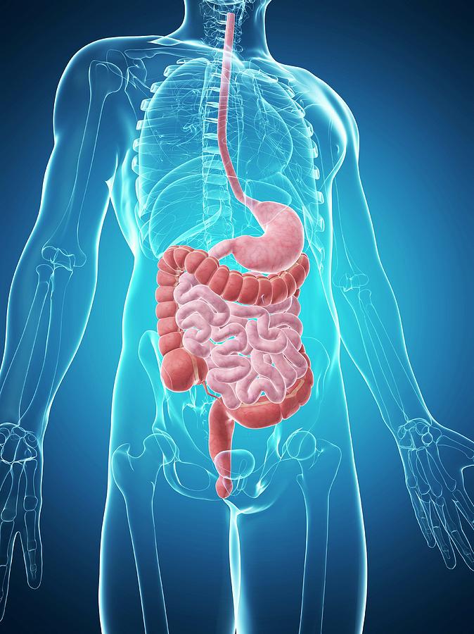 Human Digestive System Photograph By Sebastian Kaulitzki Fine Art America