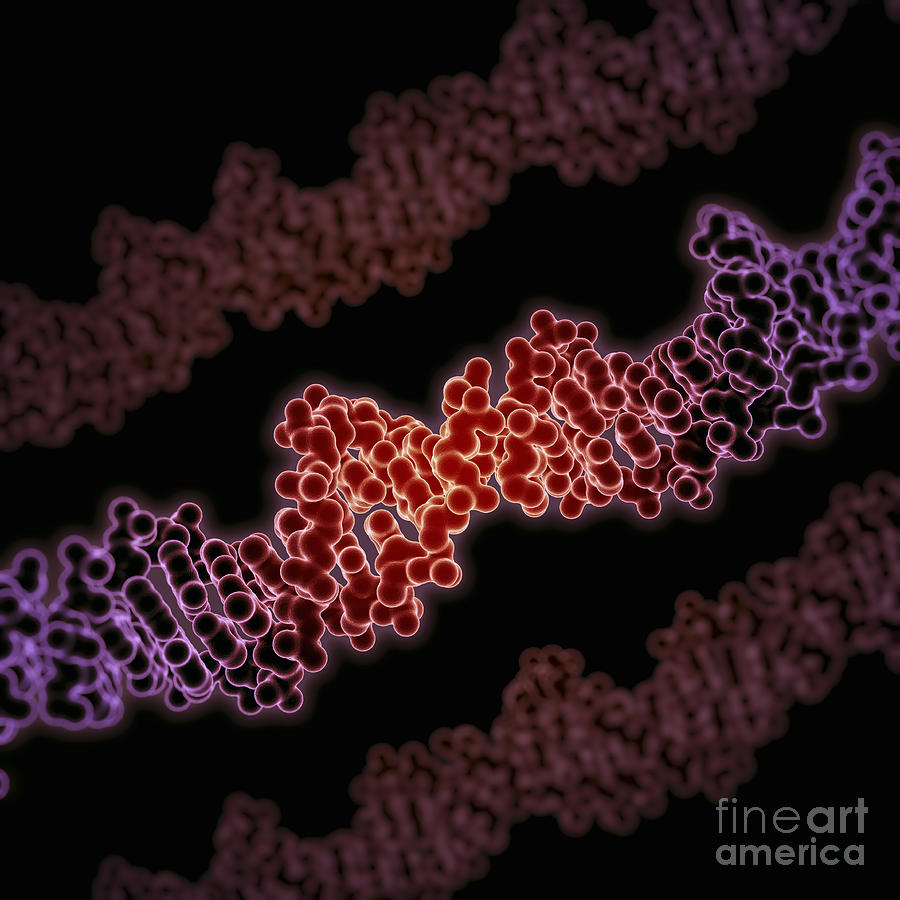 Human Dna #19 Photograph by Science Picture Co