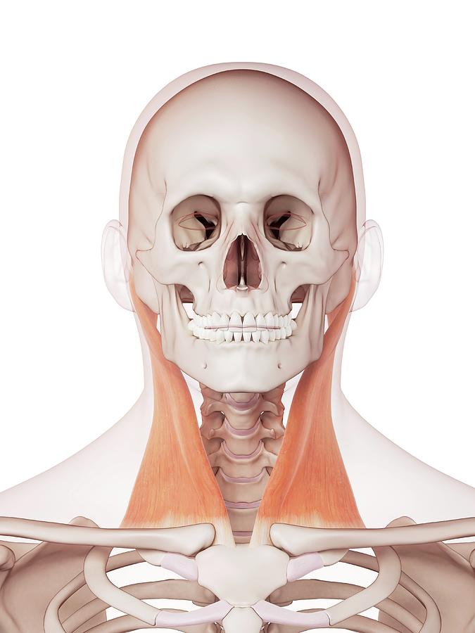 Human Neck Muscles Photograph By Sebastian Kaulitzkiscience Photo Library Fine Art America 6327