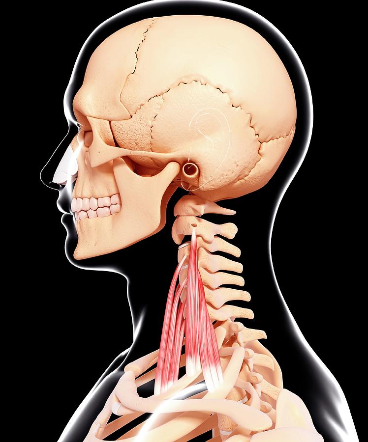 Human Neck Musculature Photograph By Pixologicstudio/science Photo ...