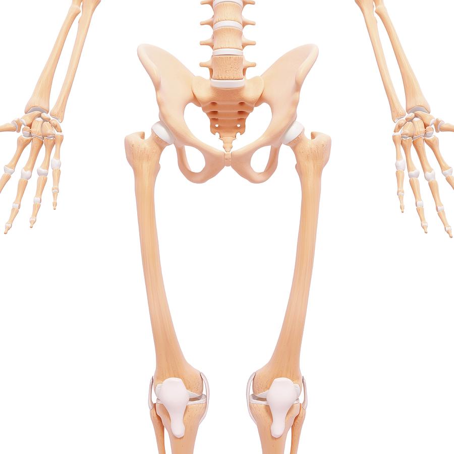 Human Pelvic Bones Photograph By Pixologicstudio Science Photo Library Fine Art America