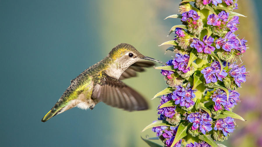 Hummingbird in flight #19 Photograph by Pierre Leclerc Photography