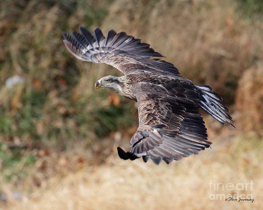 Immature Bald Eagle #19 Photograph by Steve Javorsky