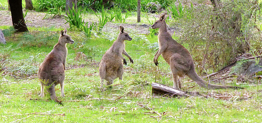 Kangaroo Photograph by Girish J - Fine Art America