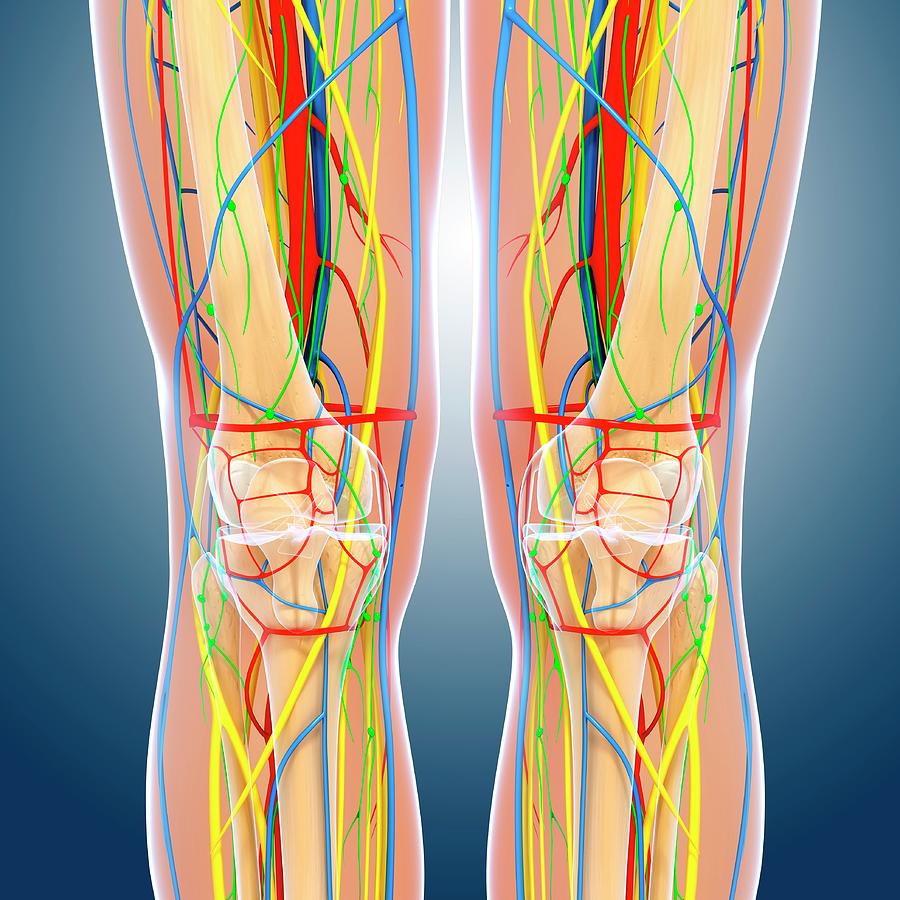 Knee Anatomy Photograph by Pixologicstudio/science Photo Library - Fine ...